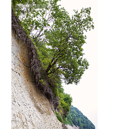 
                Baum, Wachstum, Steilküste                   