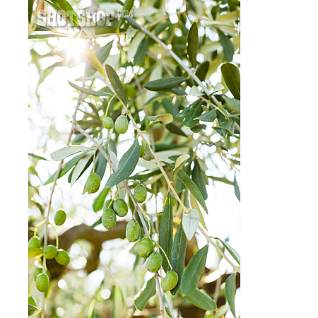 
                Unreif, Olivenbaum, Grüne Oliven                   