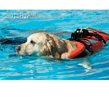 
                Rettungshund, Schwimmtraining                   