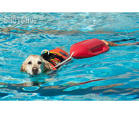 
                Rettungshund, Hundetraining, Schwimmtraining                   