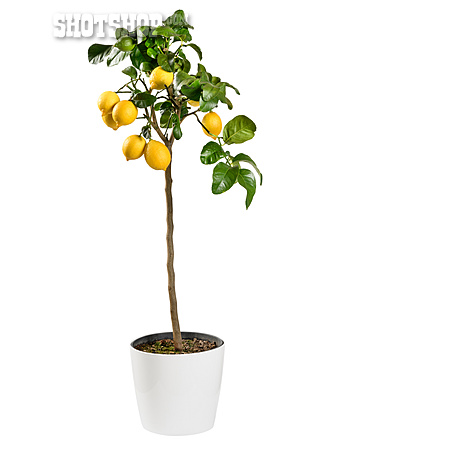 
                Zitronenbaum                   