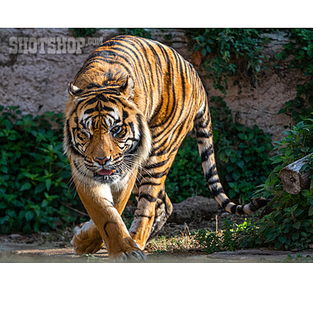 
                Sumatra-tiger                   