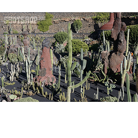 
                Kaktusgarten, Jardin De Cactus                   
