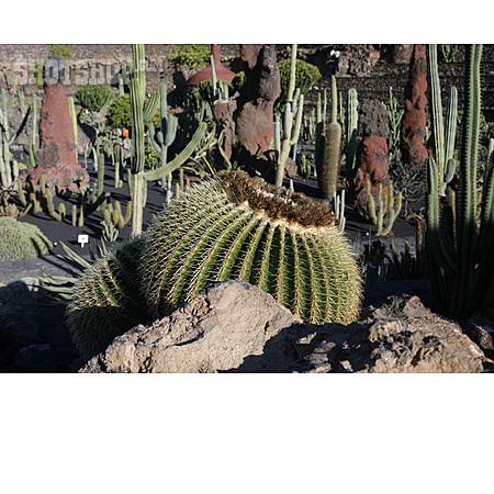 
                Kaktus, Kaktusgarten                   
