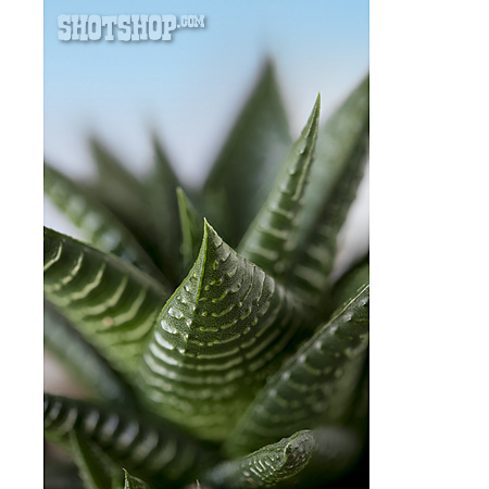 
                Haworthia Limifolia                   