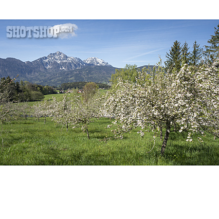 
                Berchtesgadener Land, Obstbaumblüte                   