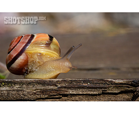 
                Schnecke                   