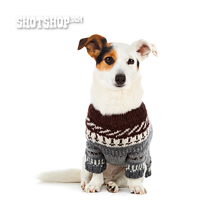 
                Jack Russell Terrier, Hundepullover                   