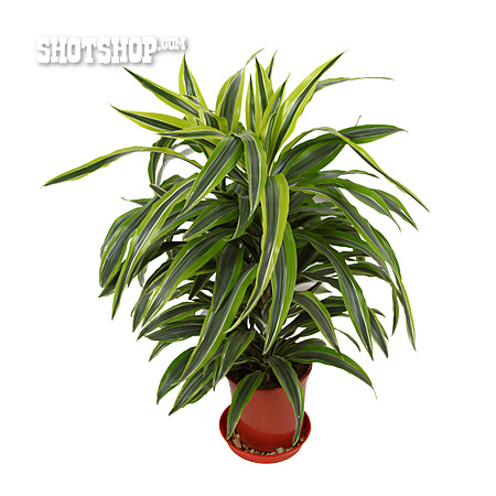 
                Topfpflanze, Chlorophytum Borivilianum                   