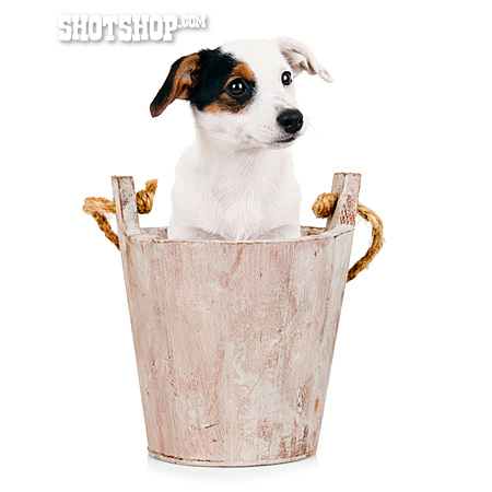 
                Jack Russell Terrier                   