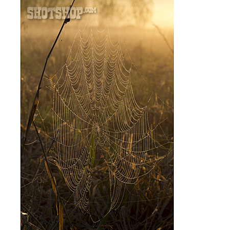 
                Spinnennetz, Morgenlicht                   