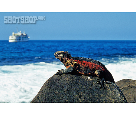 
                Leguan, Galapagosinseln                   