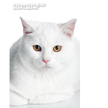 
                Weiße Katze                   