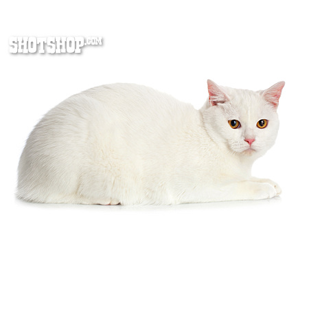 
                Katze, Weiße Katze                   