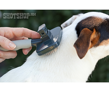 
                Jack Russell Terrier, Bürsten, Fellpflege                   