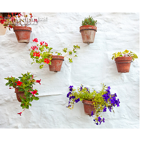 
                Hauswand, Topfpflanze, Blumenschmuck                   