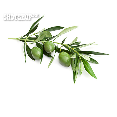 
                Olivenzweig, Grüne Olive                   