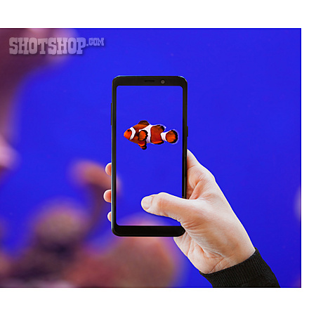 
                Fisch, Fotografieren, Smartphone                   