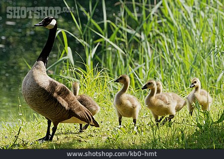 
                Tierfamilie, Kanadagans                   