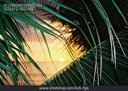 
                Sonnenuntergang, Strand, Palmblatt, Karibik                   