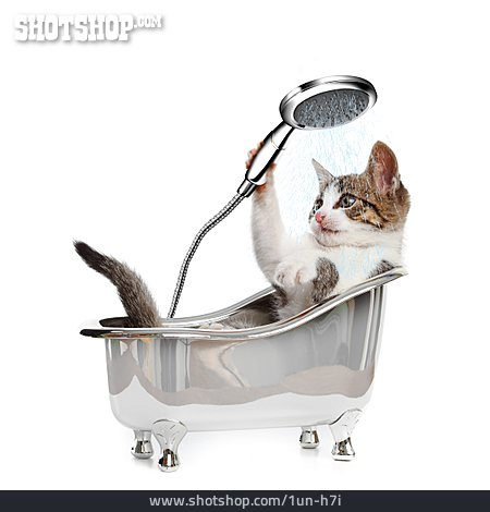 
                Katze, Badewanne, Katzendusche                   