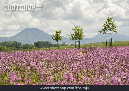 
                Blumenwiese, Berchtesgadener Land                   