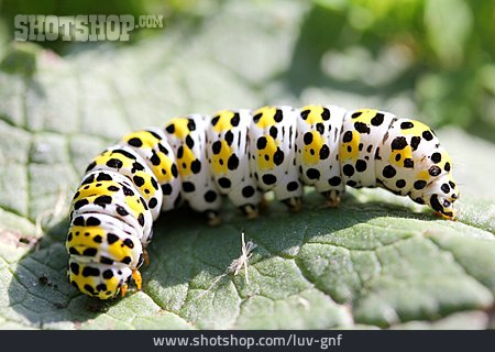 
                Caterpillar                   