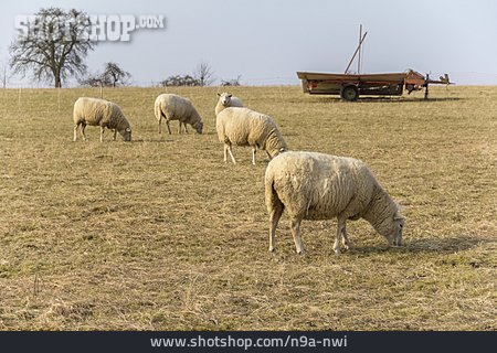 
                Schafe                   