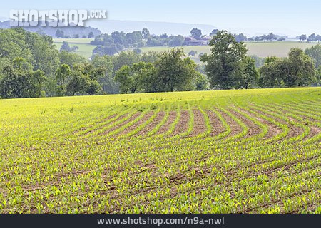 
                Feld, Landwirtschaft, Ackerbau                   