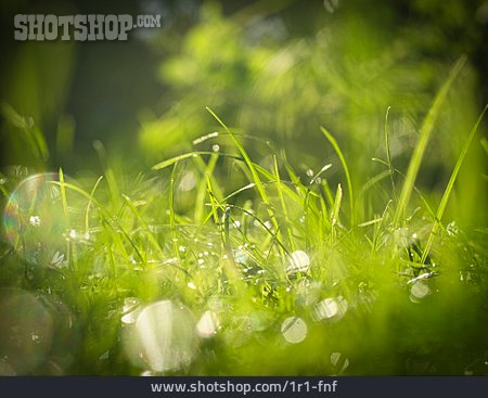 
                Frühjahr, Wiese, Lichtreflexe                   