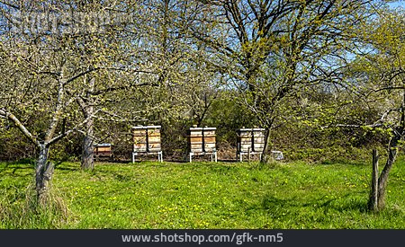 
                Bienenstock, Bienenkasten, Bienenvölker                   
