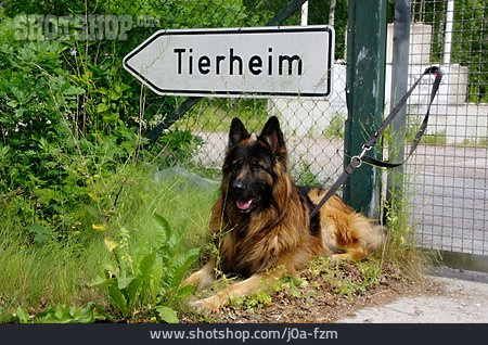 
                Schäferhund, Tierheim, Ausgesetzt                   