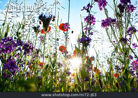 
                Meadow, Sunbeams, Wild Flower                   