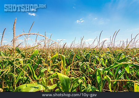 
                Agriculture, Maize Field, Crop                   