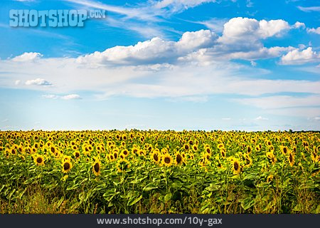 
                Sonnenblumen, Sonnenblumenfeld, Sonnenblumenblüte                   