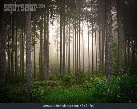 
                Wald, Dunst, Baumstämme                   