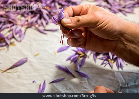 
                Blüte, Ernte, Safran, Crocus Sativus                   