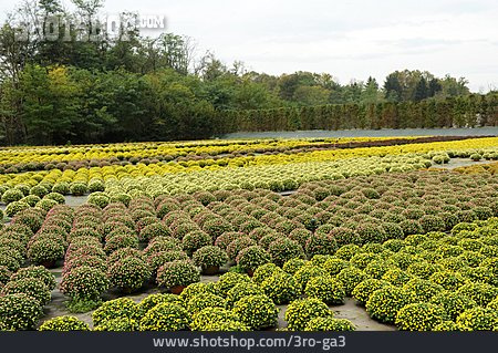 
                Chrysantheme, Gärtnerei, Blumenzucht                   