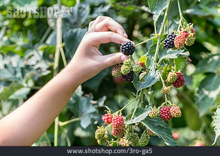 
                Brombeere, Pflücken, Brombeerstrauch                   