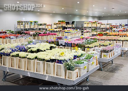 
                Blumen, Pflanzen, Geschäft, Gartencenter                   