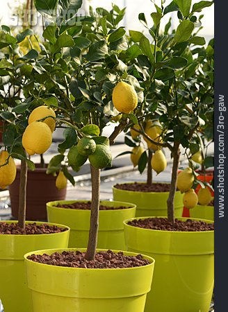 
                Zitronenbaum, Zitruspflanze                   