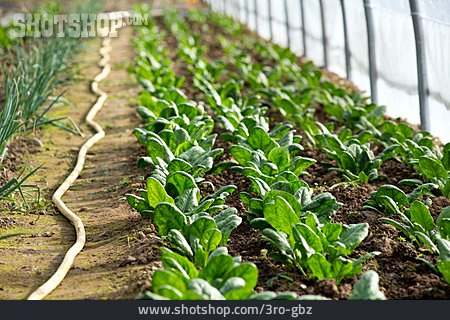 
                Gewächshaus, Bewässerung, Spinat, Gemüseanbau                   