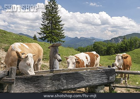 
                Kühe, Tränke, Almweide                   