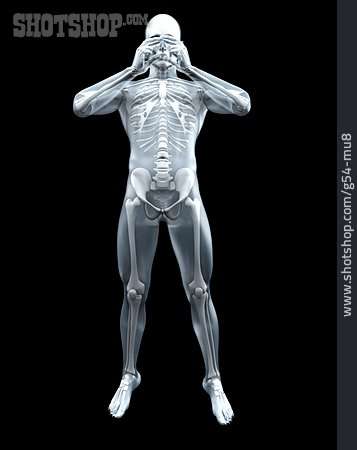 
                Mensch, Skelett, Anatomie                   