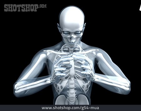 
                Mensch, Skelett, Anatomie                   