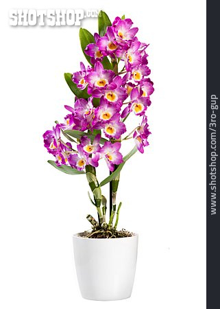 
                Orchidee, Topfpflanze, Dendrobium                   