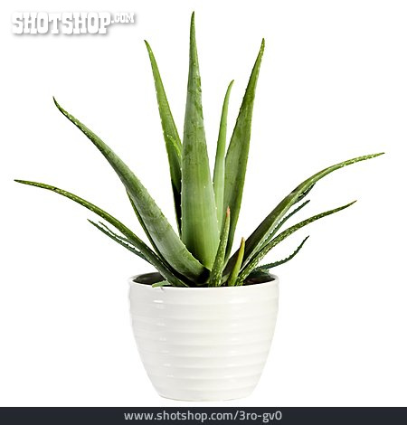 
                Aloe Vera, Topfpflanze                   