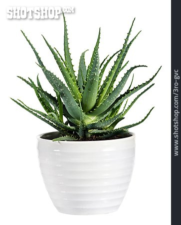 
                Aloe Vera, Topfpflanze, Echte Aloe                   