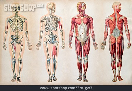 
                Muskeln, Mensch, Skelett, Anatomie                   