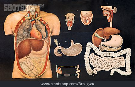 
                Grafik, Anatomie, Vintage, Organe                   